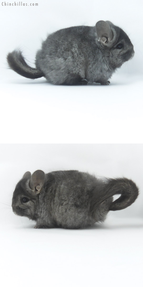 Chinchilla or related item offered for sale or export on Chinchillas.com - 19501 Ebony ( Locken Carrier )  Royal Persian Angora Female Chinchilla