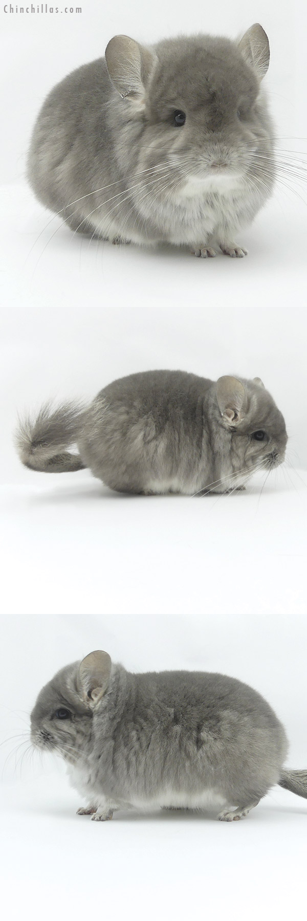 Chinchilla or related item offered for sale or export on Chinchillas.com - 19490 Exceptional Violet  Royal Persian Angora Male Chinchilla