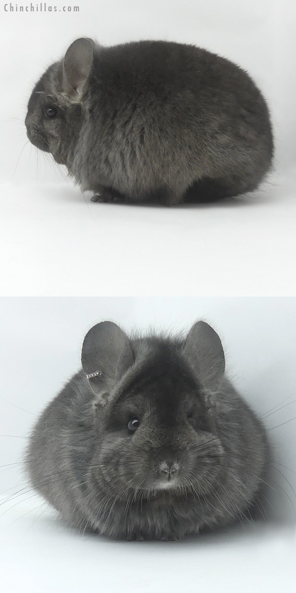 Chinchilla or related item offered for sale or export on Chinchillas.com - 19511 Ebony  Royal Persian Angora Female Chinchilla