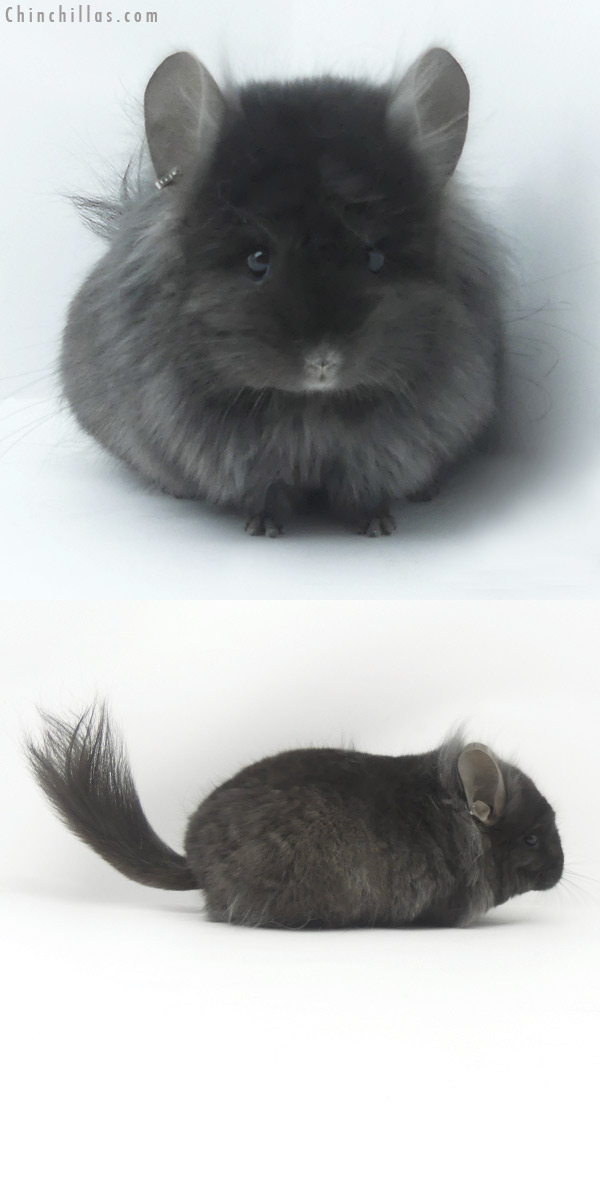 Chinchilla or related item offered for sale or export on Chinchillas.com - 19507 Ebony ( Locken Carrier )  Royal Persian Angora Male Chinchilla with Lion Mane