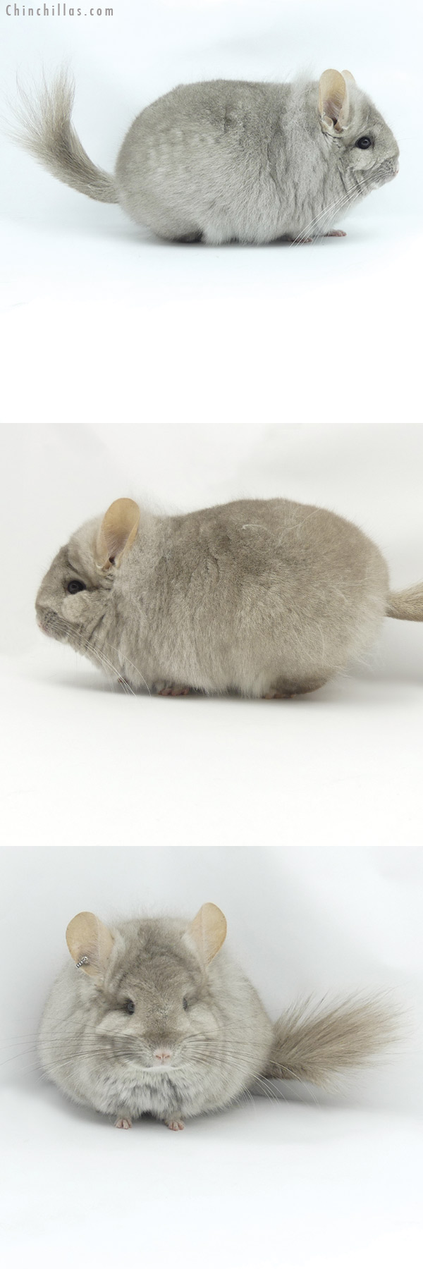 Chinchilla or related item offered for sale or export on Chinchillas.com - 20014 Blocky Beige  Royal Persian Angora Female Chinchilla