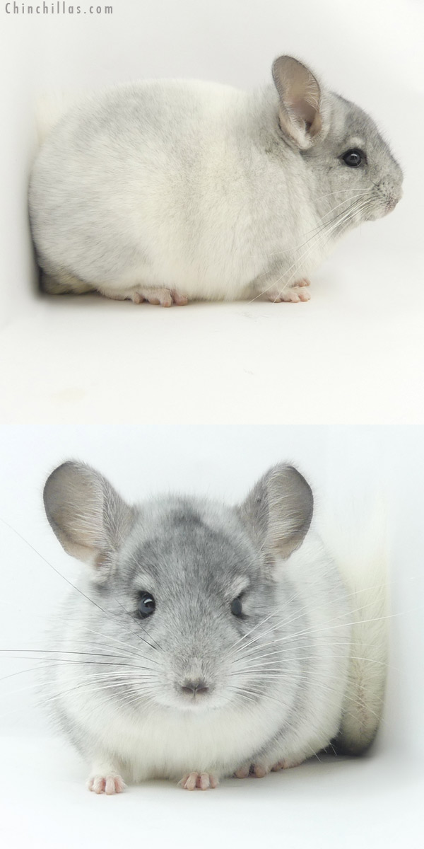 Chinchilla or related item offered for sale or export on Chinchillas.com - 20020 Herd Improvement Quality White Mosaic Male Chinchilla