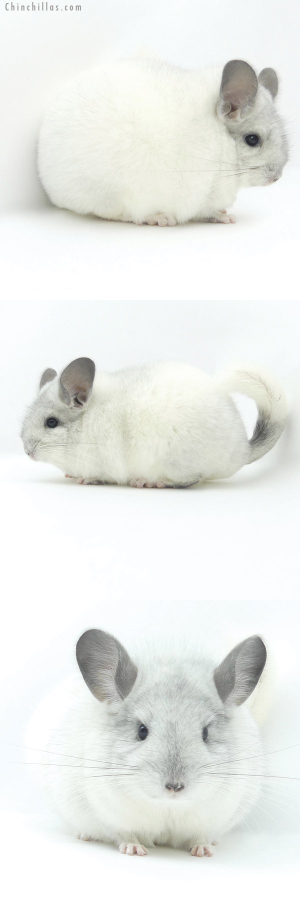 Chinchilla or related item offered for sale or export on Chinchillas.com - 20021 Premium Production Quality White Mosaic Female Chinchilla