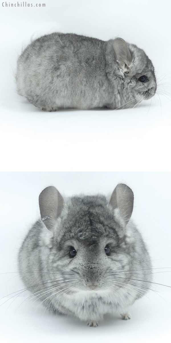 Chinchilla or related item offered for sale or export on Chinchillas.com - 20029 Standard ( Violet Carrier )  Royal Persian Angora Male Chinchilla