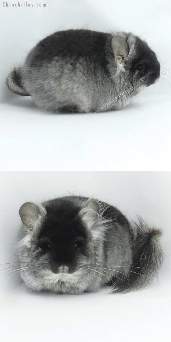 Chinchilla or related item offered for sale or export on Chinchillas.com - 20024 Exceptional Blocky Brevi Type Black Velvet ( Violet Carrier )  Royal Persian Angora Female Chinchilla