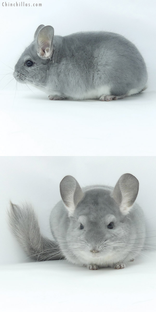 Chinchilla or related item offered for sale or export on Chinchillas.com - 20032 Top Show Quality Blue Diamond Male Chinchilla