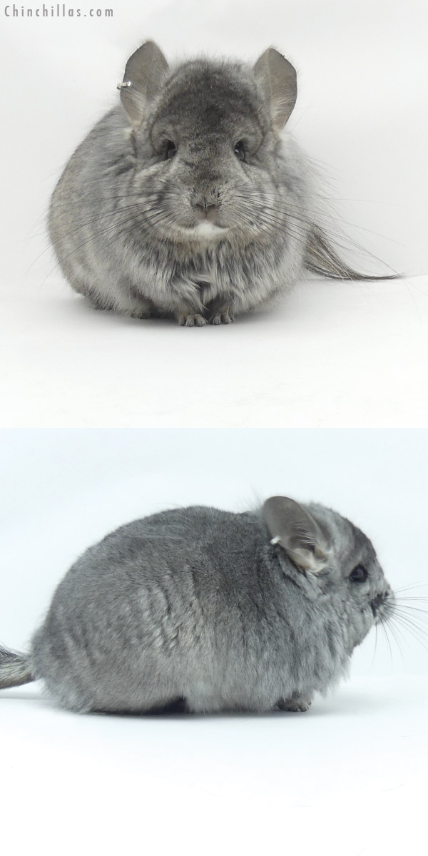 Chinchilla or related item offered for sale or export on Chinchillas.com - 20013 Hetero Ebony ( Locken Carrier )  Royal Persian Angora Male Chinchilla