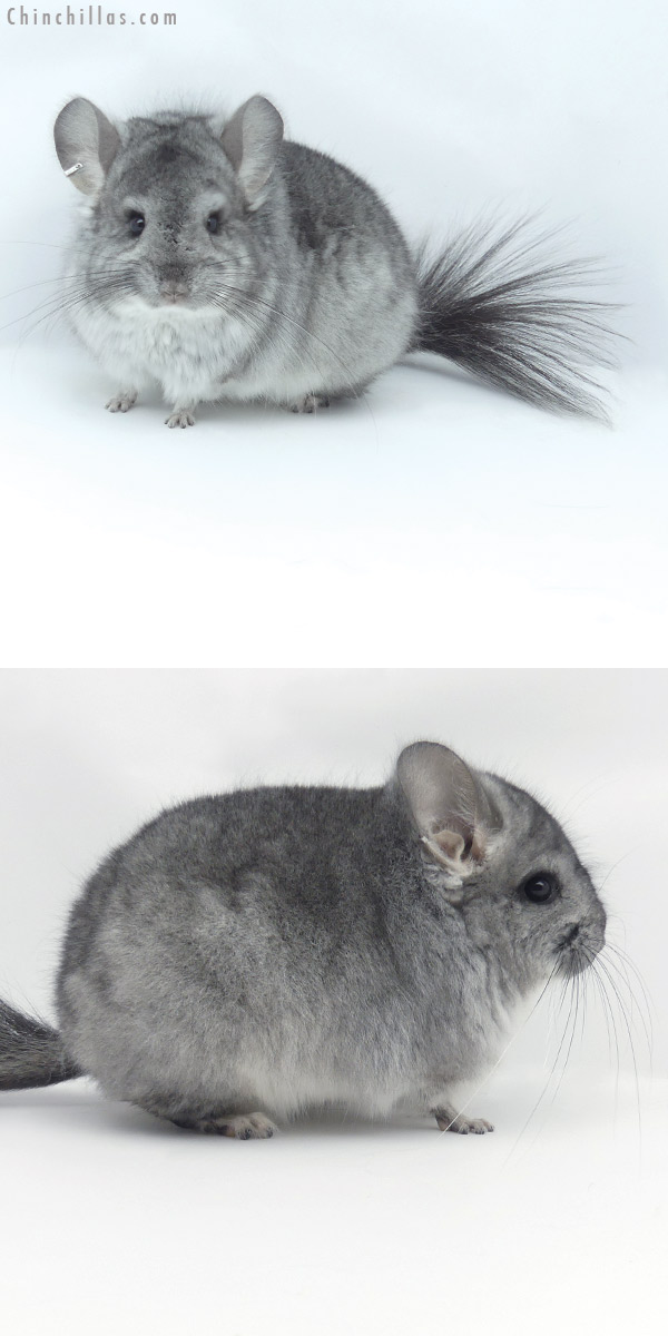 Chinchilla or related item offered for sale or export on Chinchillas.com - 20030 Blocky Standard ( Violet Carrier )  Royal Persian Angora Male Chinchilla