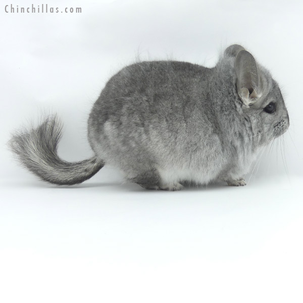 Chinchilla or related item offered for sale or export on Chinchillas.com - 20031 Standard ( Ebony & Locken Carrier )  Royal Persian Angora Male Chinchilla