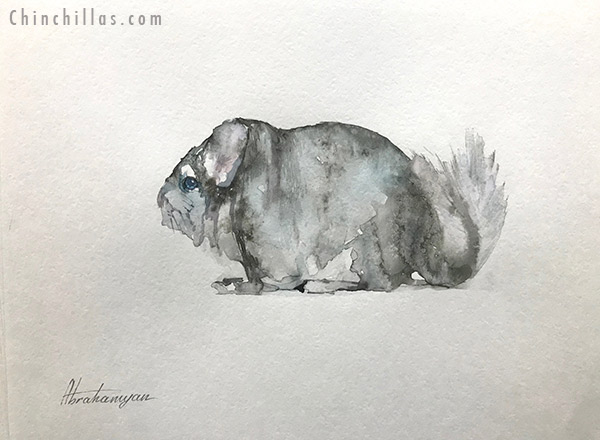 001 Original Watercolor Painting of a Blocky Standard Show Chinchilla