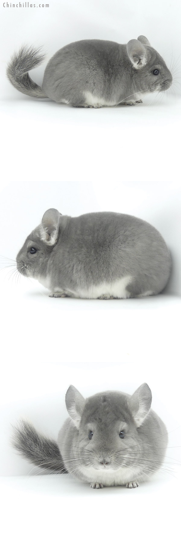 Chinchilla or related item offered for sale or export on Chinchillas.com - 20042 Blocky Premium Production Quality Violet Female Chinchilla