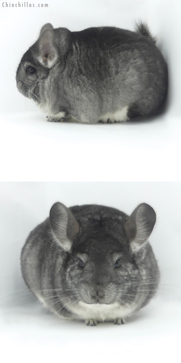 Chinchilla or related item offered for sale or export on Chinchillas.com - 20041 Blocky Premium Production Quality Standard Female Chinchilla