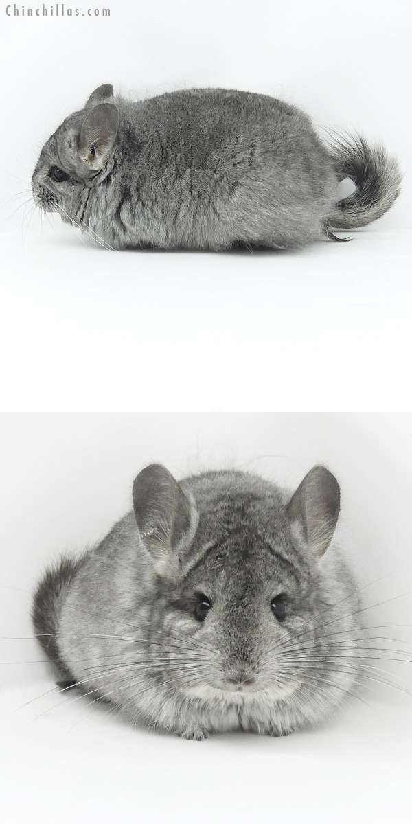 Chinchilla or related item offered for sale or export on Chinchillas.com - 20052 Standard  Royal Persian Angora Female Chinchilla
