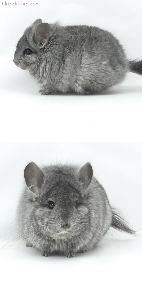 Chinchilla or related item offered for sale or export on Chinchillas.com - 20047 Blocky Hetero Ebony ( Locken Carrier )  Royal Persian Angora Female Chinchilla
