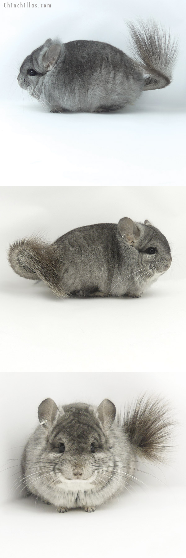 Chinchilla or related item offered for sale or export on Chinchillas.com - 20054 Standard  Royal Persian Angora Male Chinchilla