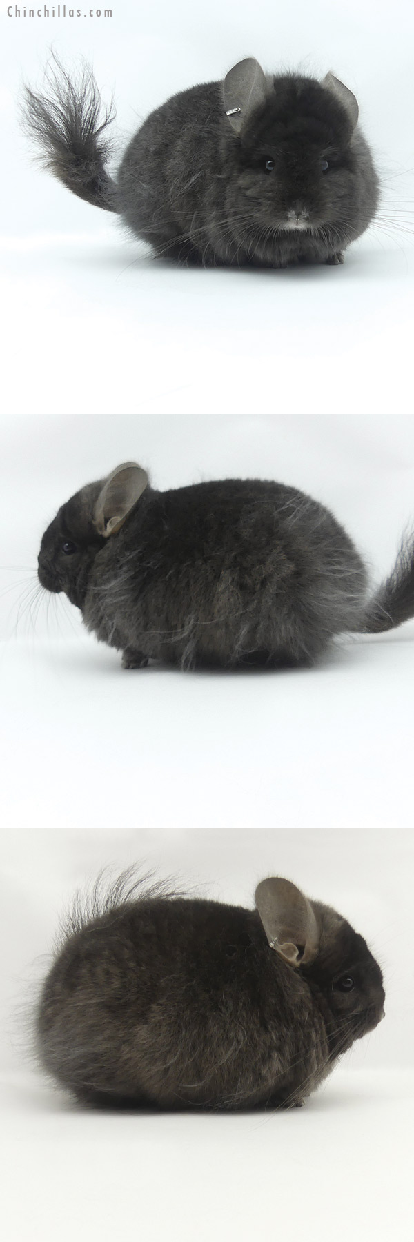 Chinchilla or related item offered for sale or export on Chinchillas.com - 20056 Ebony ( Locken Carrier )  Royal Persian Angora Male Chinchilla