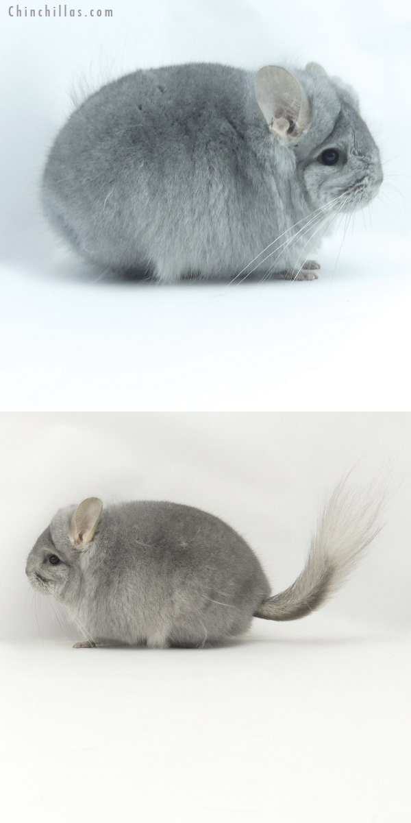 Chinchilla or related item offered for sale or export on Chinchillas.com - 20050 Exceptional Blocky Sapphire  Royal Persian Angora Female Chinchilla