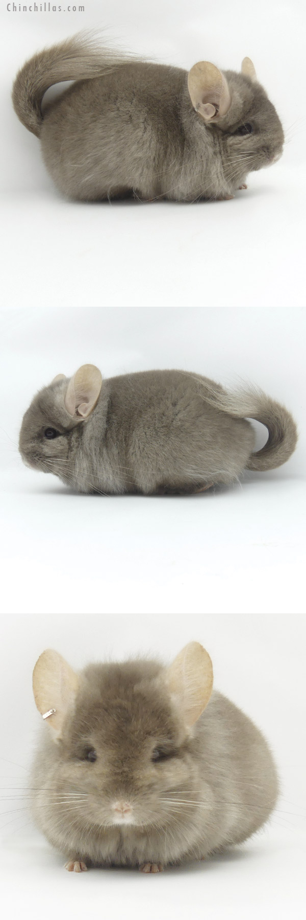 Chinchilla or related item offered for sale or export on Chinchillas.com - 20049 Exceptional Tan ( Locken Carrier )  Royal Persian Angora Female Chinchilla