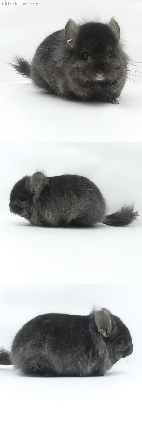 Chinchilla or related item offered for sale or export on Chinchillas.com - 20055 Exceptional Ebony ( Locken Carrier )  Royal Persian Angora Male Chinchilla with Lion Mane