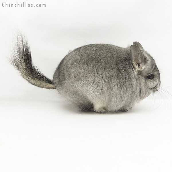 Chinchilla or related item offered for sale or export on Chinchillas.com - 20061 Standard  Royal Persian Angora Female Chinchilla