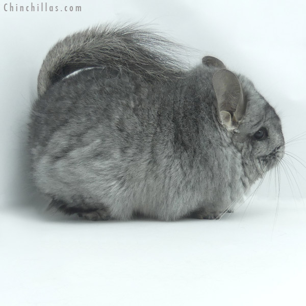 Chinchilla or related item offered for sale or export on Chinchillas.com - 20072 Standard ( Ebony & Locken Carrier )  Royal Persian Angora Female Chinchilla
