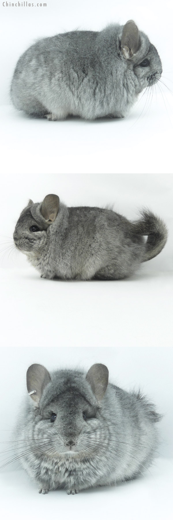 Chinchilla or related item offered for sale or export on Chinchillas.com - 20071 Exceptional Blocky Standard ( Ebony & Locken Carrier )  Royal Persian Angora Female Chinchilla
