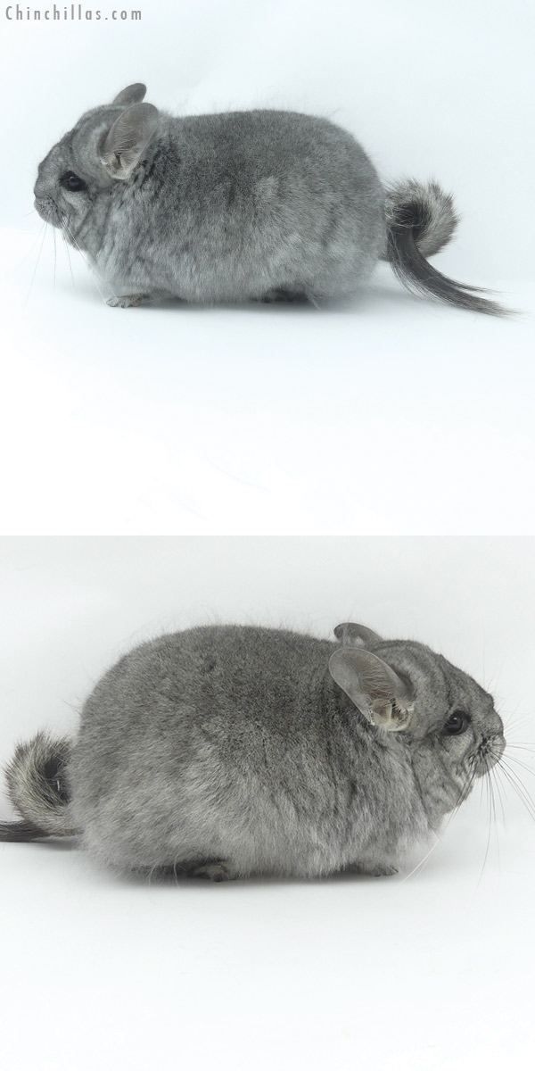 Chinchilla or related item offered for sale or export on Chinchillas.com - 20064 Standard  Royal Persian Angora Female Chinchilla