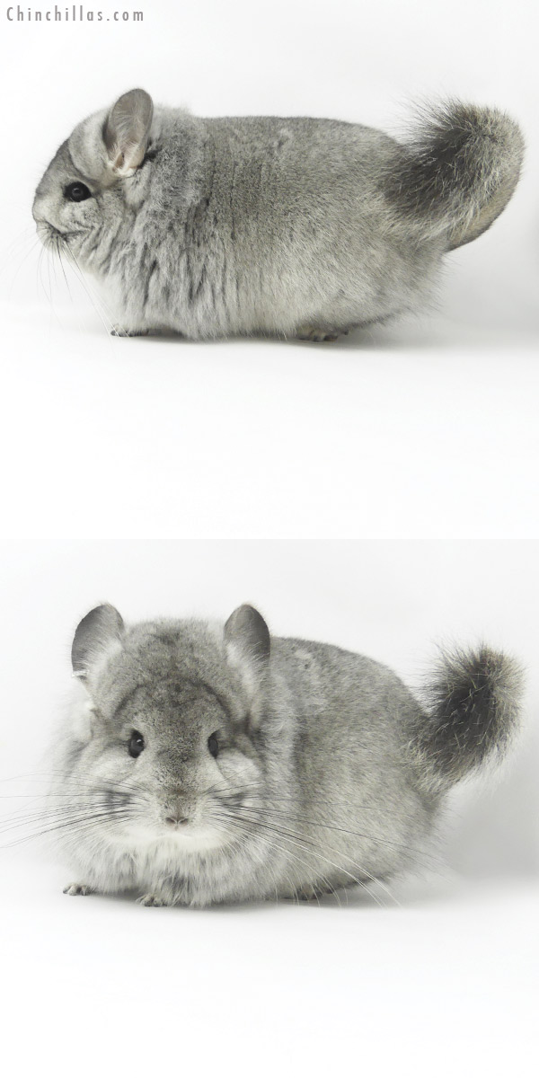 Chinchilla or related item offered for sale or export on Chinchillas.com - 20062 Blocky Standard ( Ebony & Locken Carrier )  Royal Persian Angora Female Chinchilla