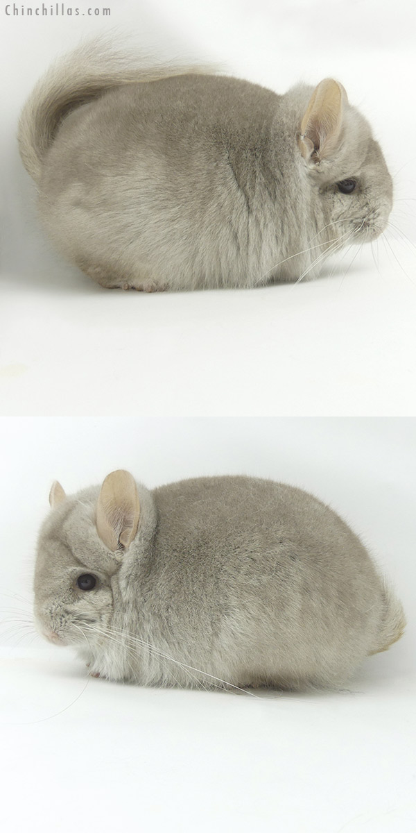 Chinchilla or related item offered for sale or export on Chinchillas.com - 20077 Beige  Royal Persian Angora Male Chinchilla