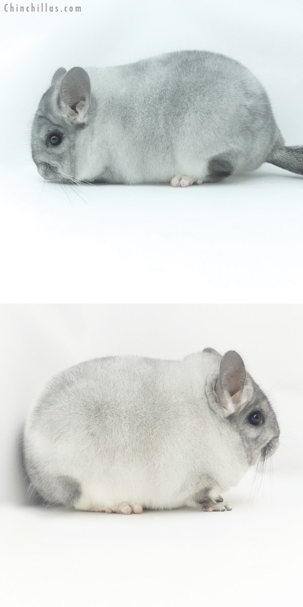 Chinchilla or related item offered for sale or export on Chinchillas.com - 20097 Exceptional Blocky Premium Production Quality Silver Mosaic Female Chinchilla