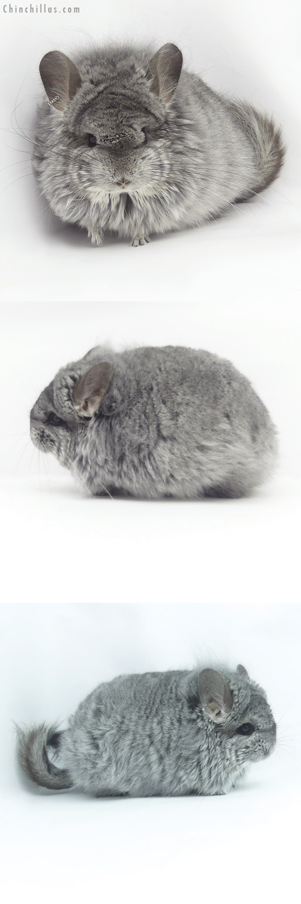 Chinchilla or related item offered for sale or export on Chinchillas.com - 20091 Standard  Royal Persian Angora Female Chinchilla