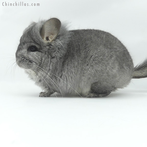 Chinchilla or related item offered for sale or export on Chinchillas.com - 20094 Standard ( Sapphire Carrier )  Royal Persian Angora Male Chinchilla with Lion Mane