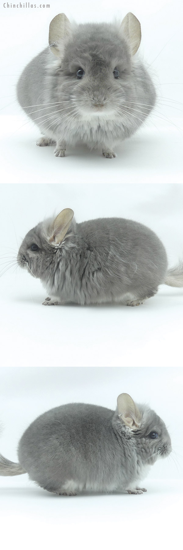 Chinchilla or related item offered for sale or export on Chinchillas.com - 20092 Violet  Royal Persian Angora Male Chinchilla