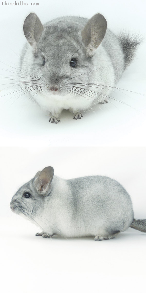Chinchilla or related item offered for sale or export on Chinchillas.com - 20083 Blocky Herd Improvement Quality Silver Mosaic Male Chinchilla