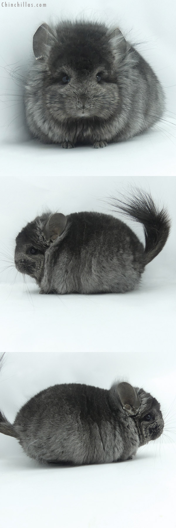 Chinchilla or related item offered for sale or export on Chinchillas.com - 20116 Ebony ( Locken Carrier )  Royal Persian Angora Male Chinchilla