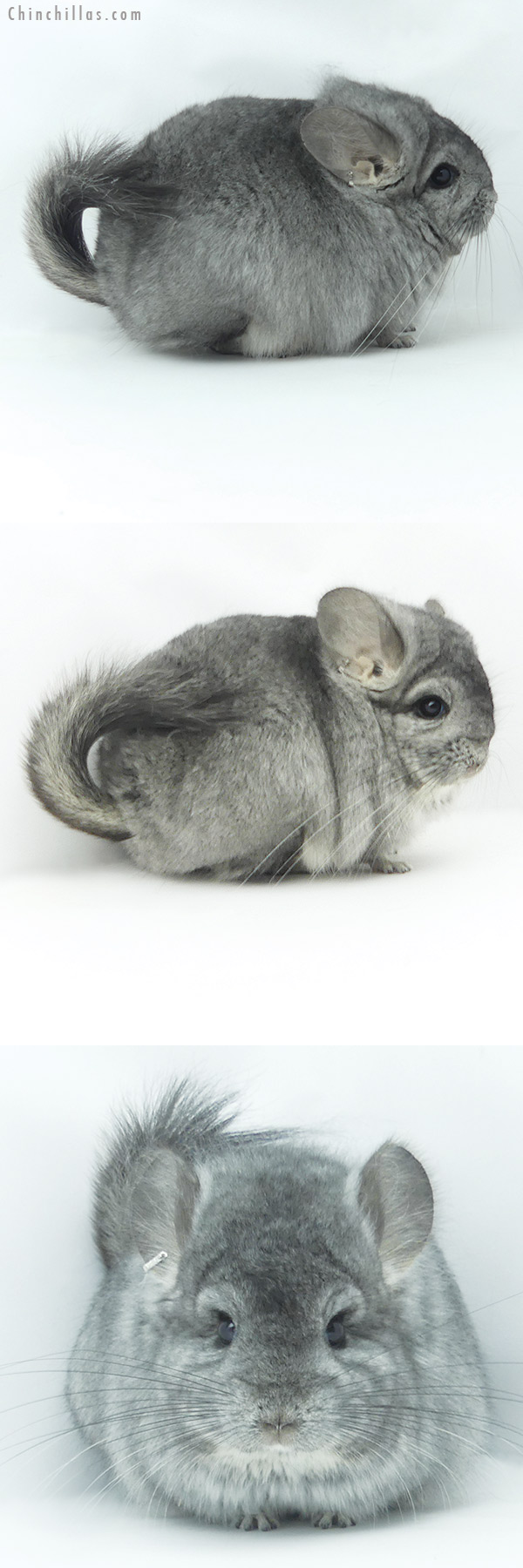 Chinchilla or related item offered for sale or export on Chinchillas.com - 20120 Exceptional Standard ( Sapphire Carrier )  Royal Persian Angora Male Chinchilla