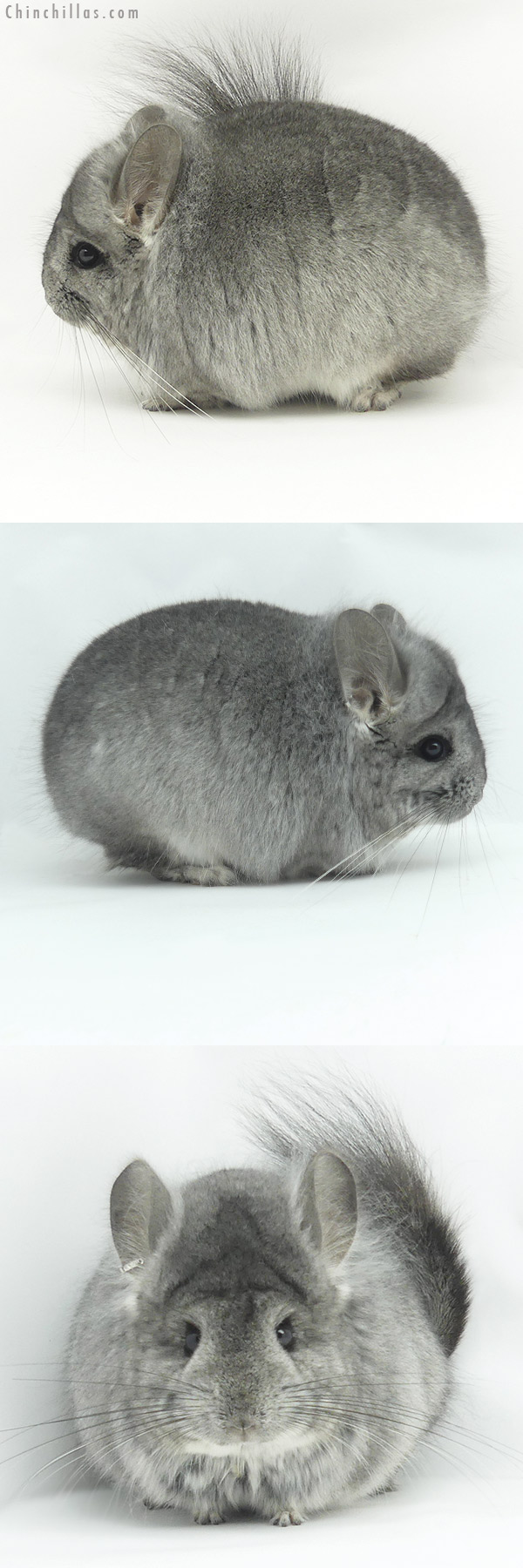 Chinchilla or related item offered for sale or export on Chinchillas.com - 20121 Standard  Royal Persian Angora Male Chinchilla