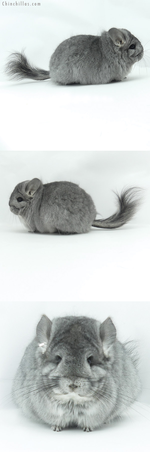 Chinchilla or related item offered for sale or export on Chinchillas.com - 20122 Exceptional Standard ( Sapphire Carrier )  Royal Persian Angora Female Chinchilla