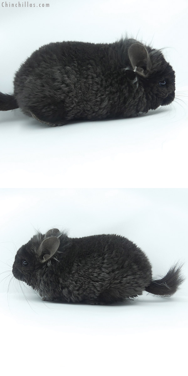 20114 Exceptional Ebony  Royal Imperial Angora Male Chinchilla with Ear Tufts