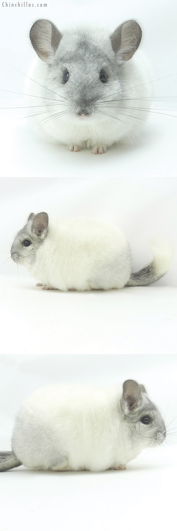 Chinchilla or related item offered for sale or export on Chinchillas.com - 20107 Large Blocky Premium Production Quality White Mosaic Female Chinchilla