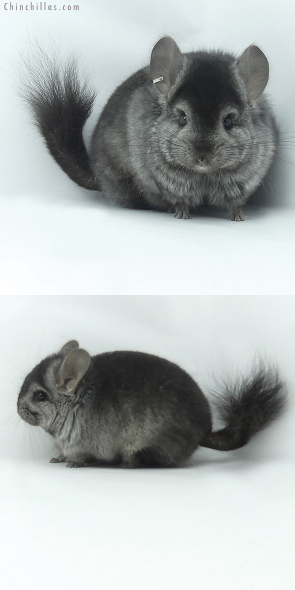 Chinchilla or related item offered for sale or export on Chinchillas.com - 20118 Ebony ( Locken Carrier )  Royal Persian Angora Male Chinchilla