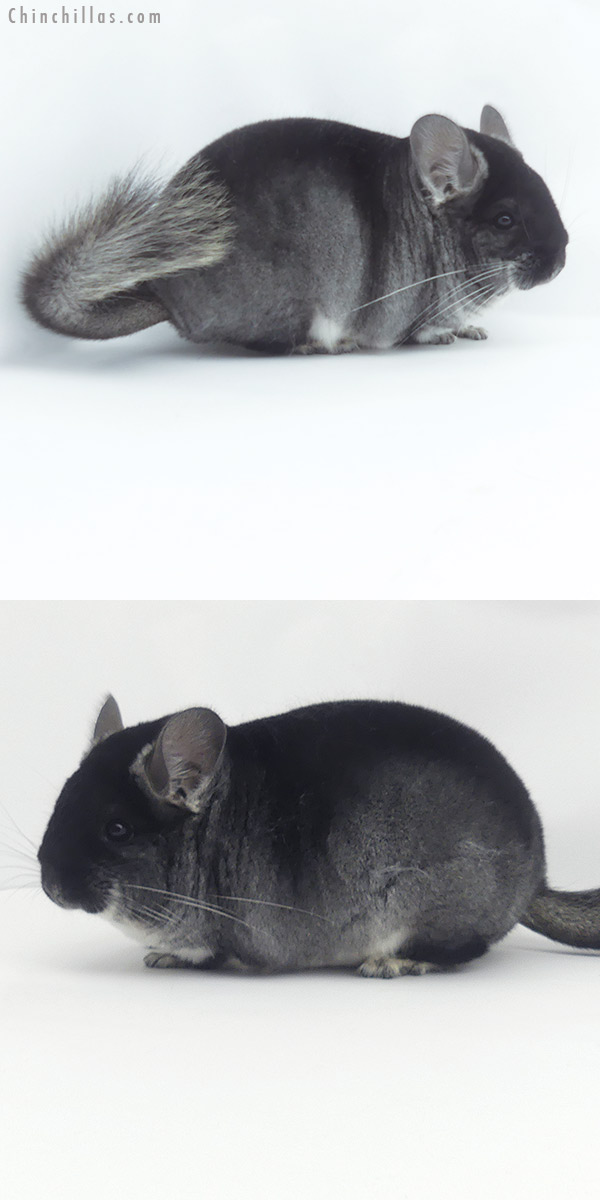 Chinchilla or related item offered for sale or export on Chinchillas.com - 20109 Premium Production Quality Black Velvet Female Chinchilla