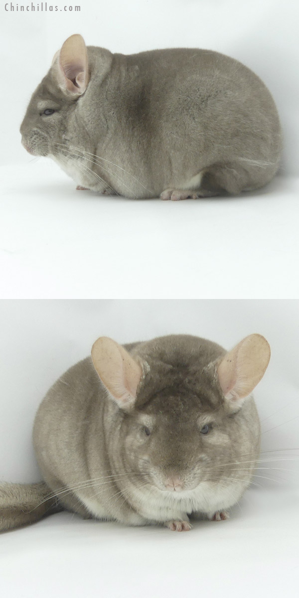 Chinchilla or related item offered for sale or export on Chinchillas.com - 20110 Large Blocky Premium Production Quality Beige Female Chinchilla