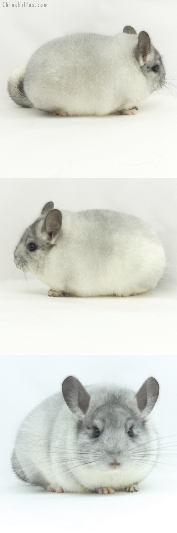 Chinchilla or related item offered for sale or export on Chinchillas.com - 20129 Blocky Herd Improvement Quality White Mosaic Male Chinchilla