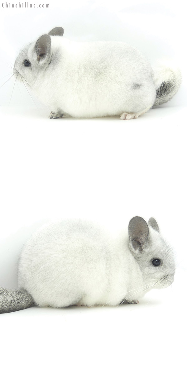 Chinchilla or related item offered for sale or export on Chinchillas.com - 20139 Premium Production Quality White Mosaic Female Chinchilla