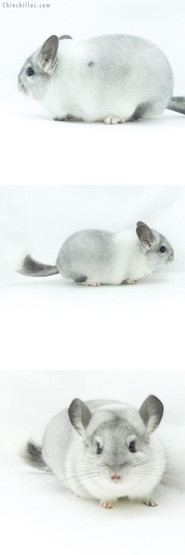Chinchilla or related item offered for sale or export on Chinchillas.com - 20130 Blocky Herd Improvement Quality White Mosaic Male Chinchilla