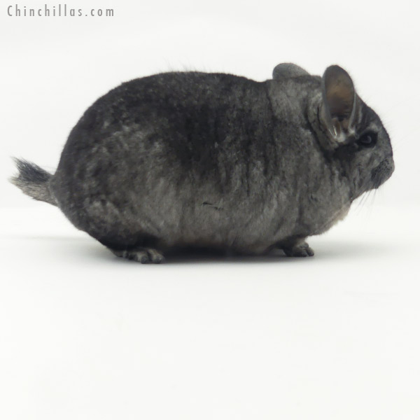 Chinchilla or related item offered for sale or export on Chinchillas.com - 20148 Large Ebony ( Locken & Royal Persian Angora Carrier ) Female Chinchilla