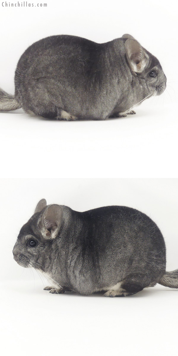 Chinchilla or related item offered for sale or export on Chinchillas.com - 20102 Blocky Herd Improvement Quality Standard Male Chinchilla