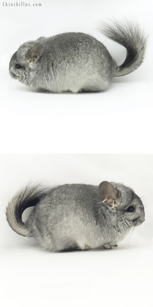 Chinchilla or related item offered for sale or export on Chinchillas.com - 20136 Standard ( Ebony & Locken Carrier )  Royal Persian Angora Male Chinchilla