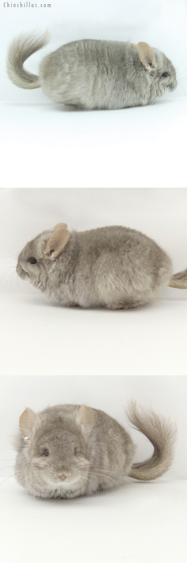 Chinchilla or related item offered for sale or export on Chinchillas.com - 20143 Beige  Royal Persian Angora Female Chinchilla